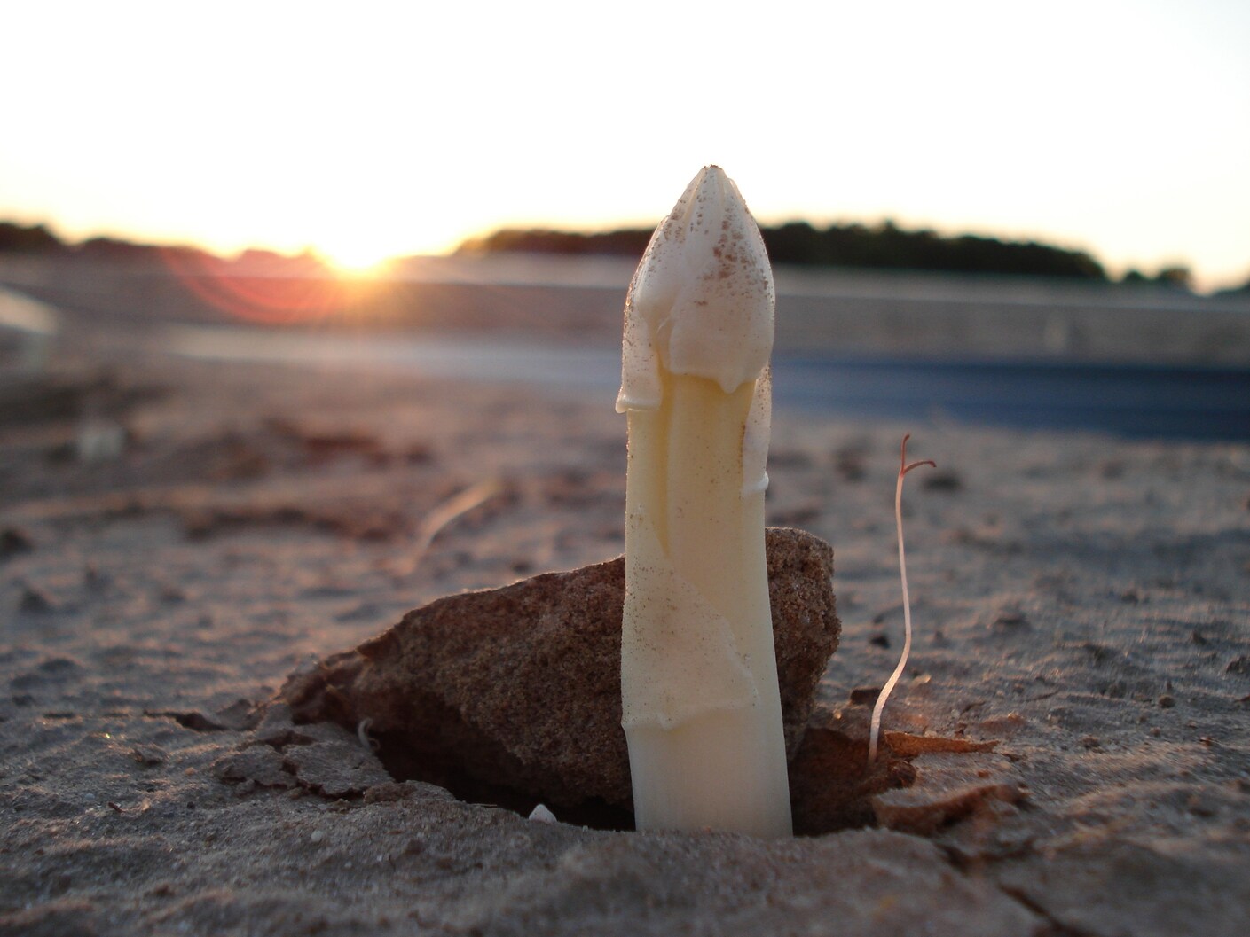 2025掌握芦笋种植要点，开启丰收之门-2