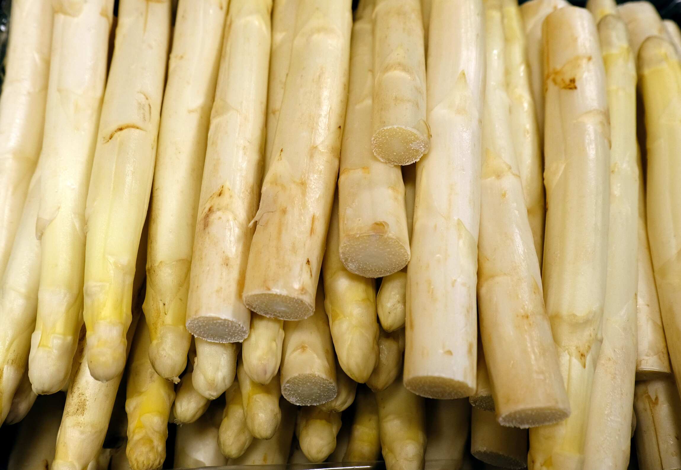 品味芦笋种植的乐趣：于品种甄选、土壤呵护中静候丰收