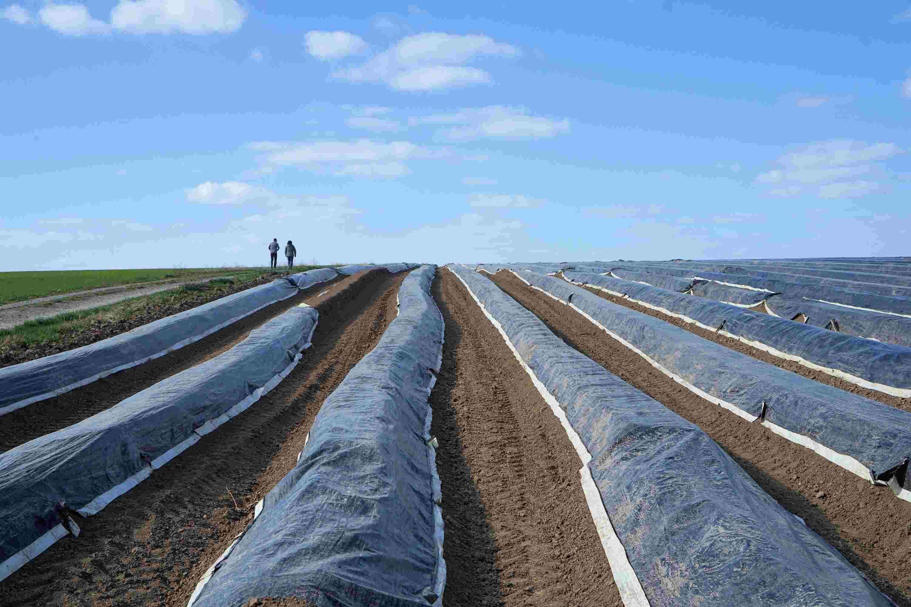 2025 芦笋种植，为农业增收助力-3