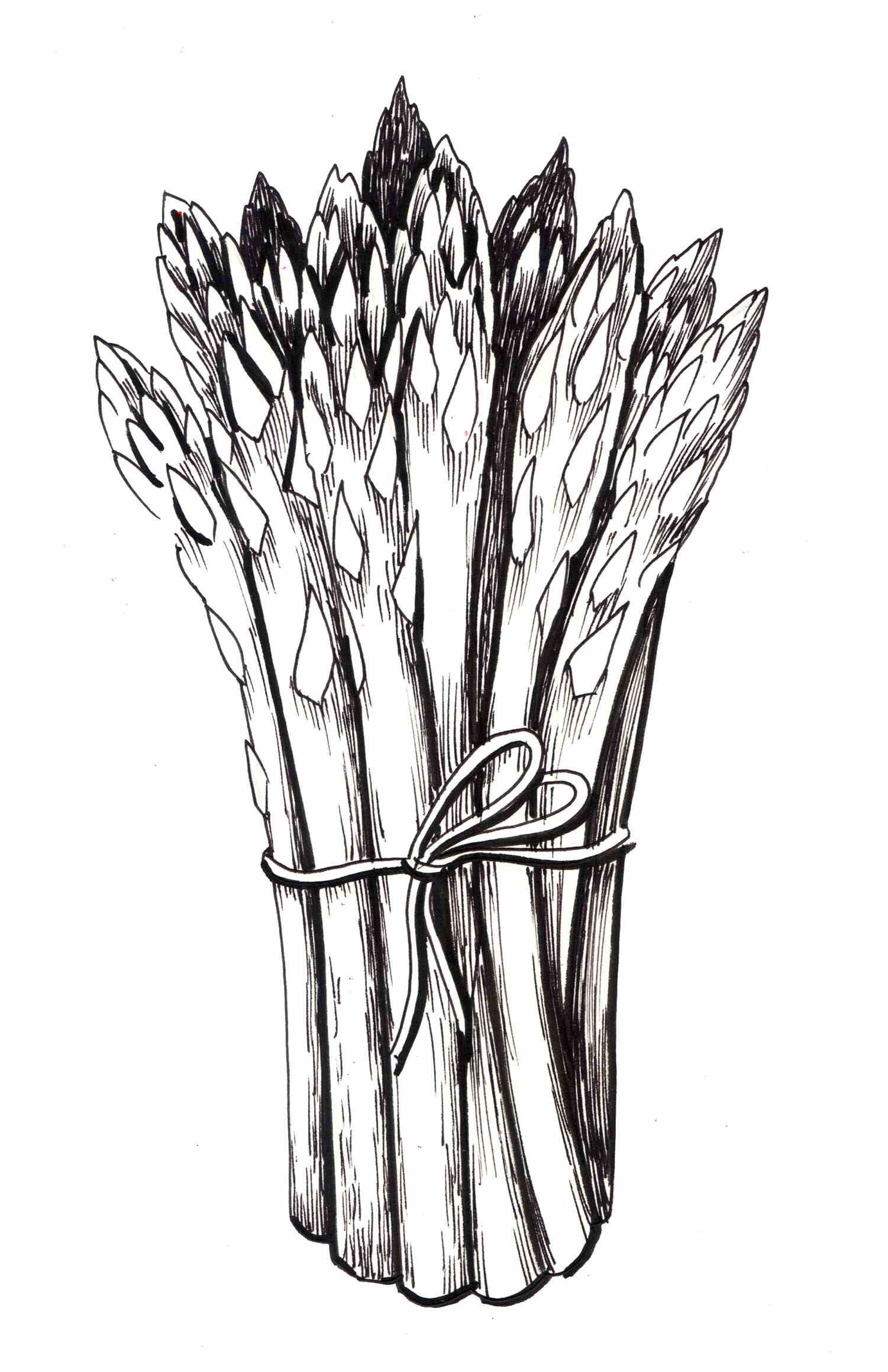 芦笋灌溉秘籍：多久浇一次水最合适？