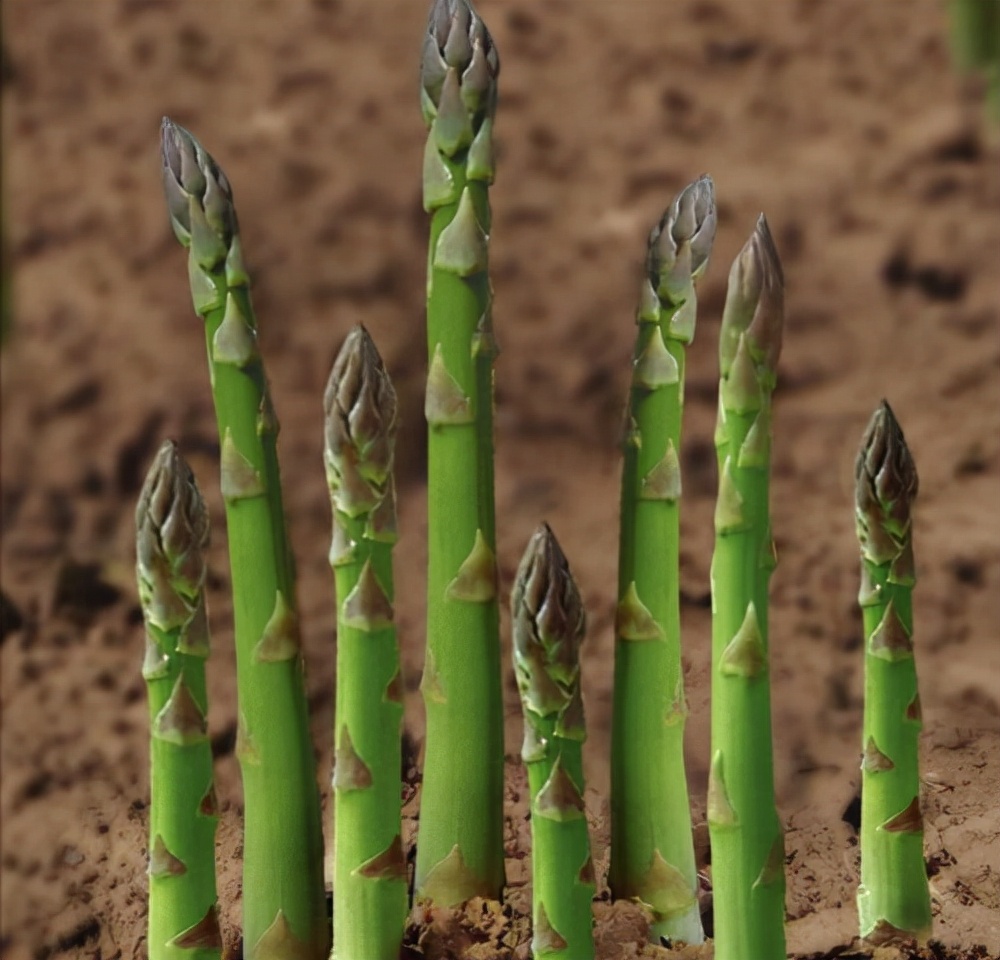 芦笋成长密码：习性与环境的交融