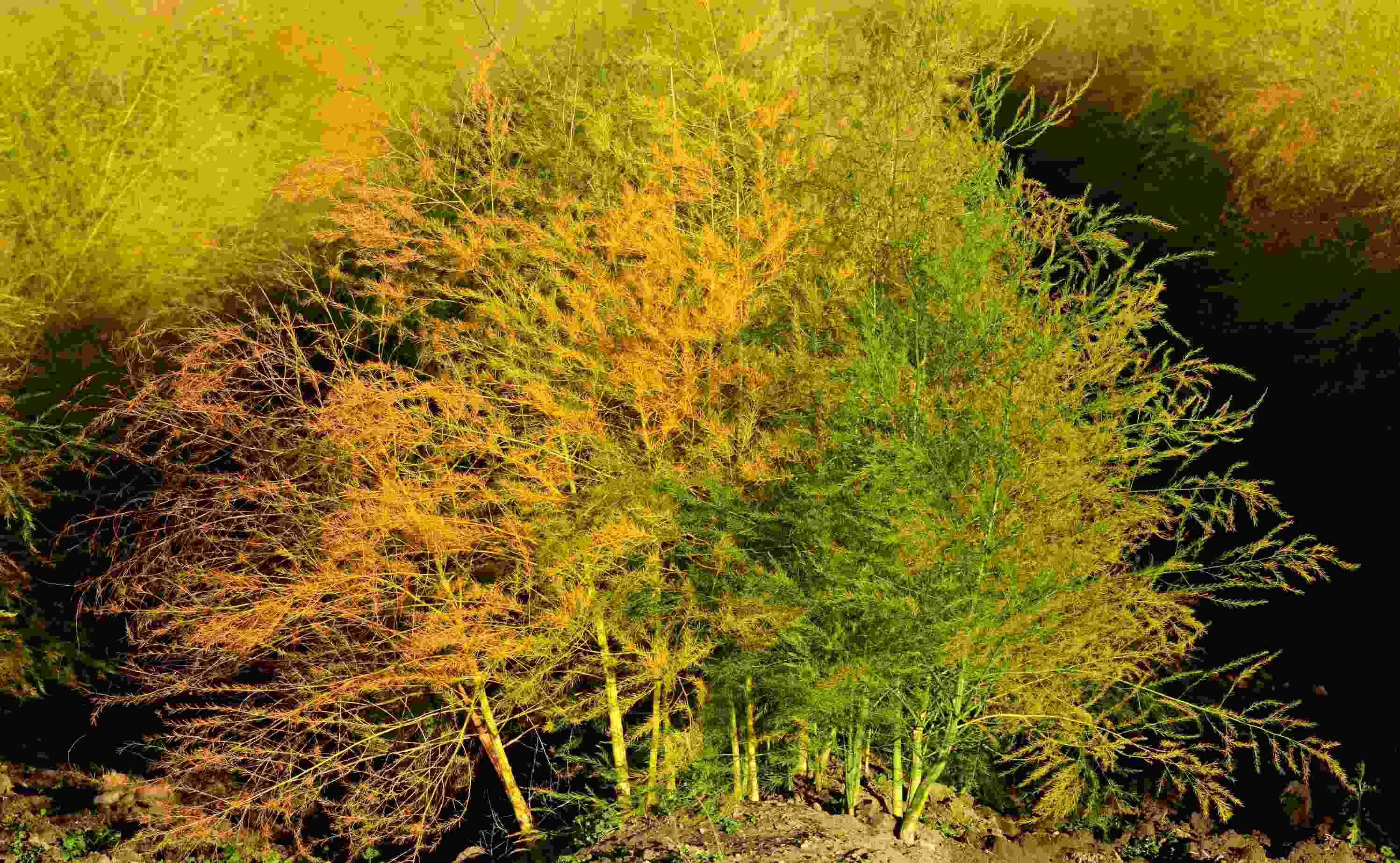 2025 轻松实现芦笋种植自由，就这么简单-2