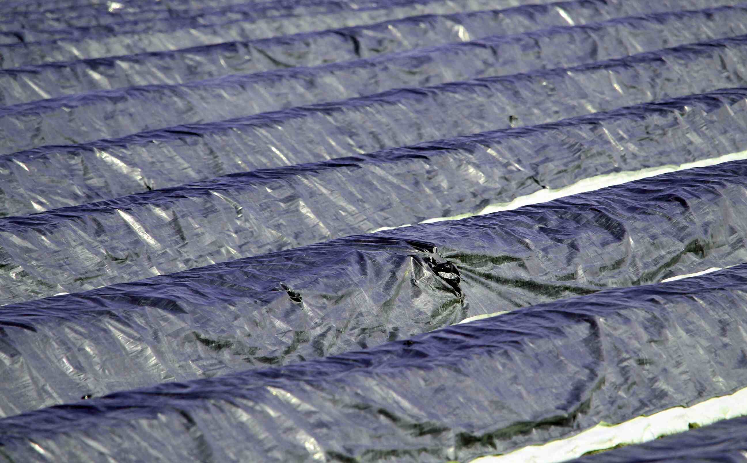 芦笋周年化种植：从唐诗种子到采收技巧的全揭秘