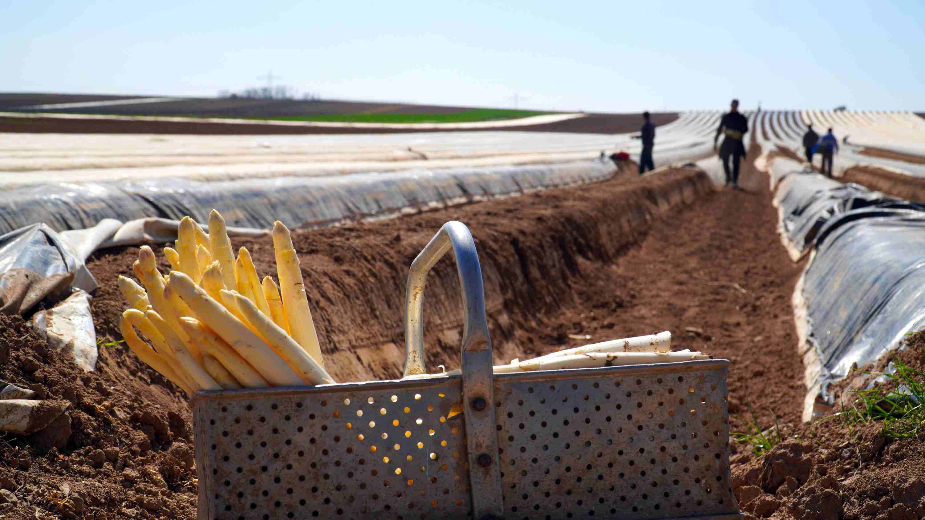 揭秘芦笋适宜生长条件，开启种植新门道