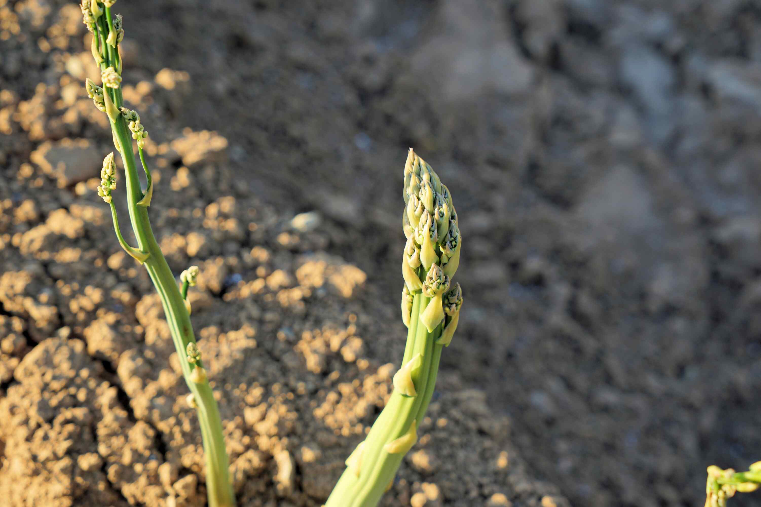 2025 芦笋种植的致富密码，你找到了吗？-1