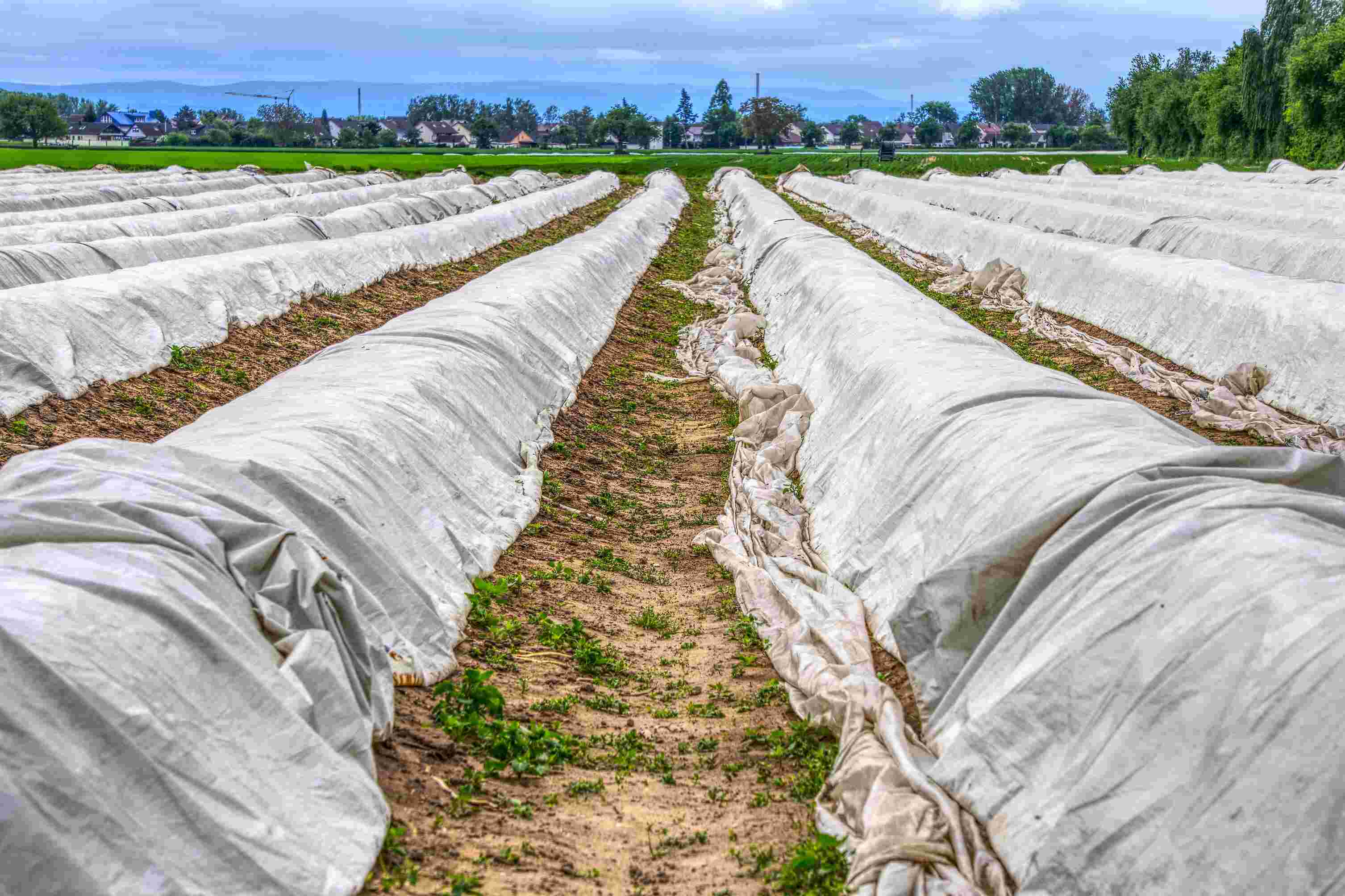 芦笋种子规格及蔬菜种植加工那些事儿