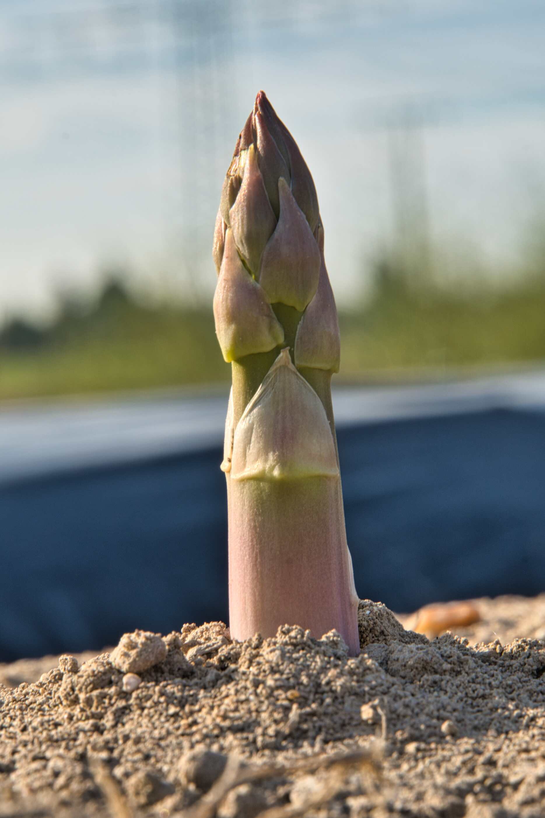 2025 芦笋种植的关键步骤，你了解多少？-1