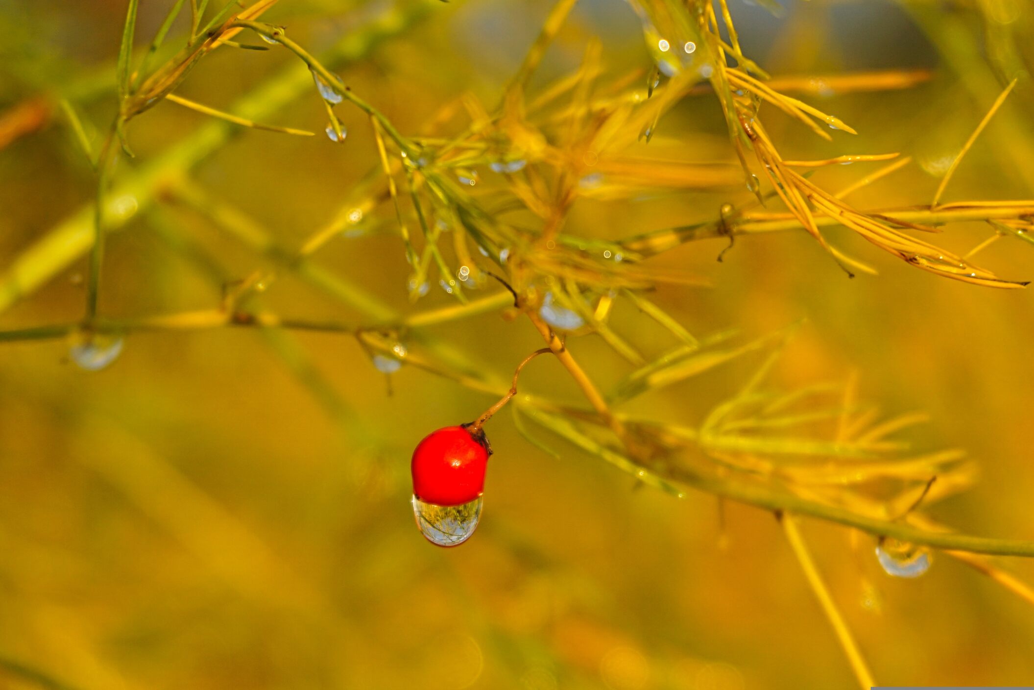 2025芦笋种植,让美味与健康同行-1